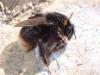 Bombus soroeensis soroeensis